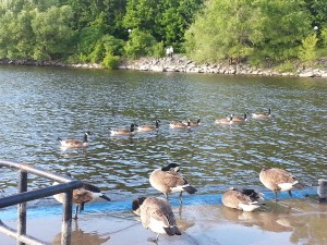 2013-07-21_Phone 343