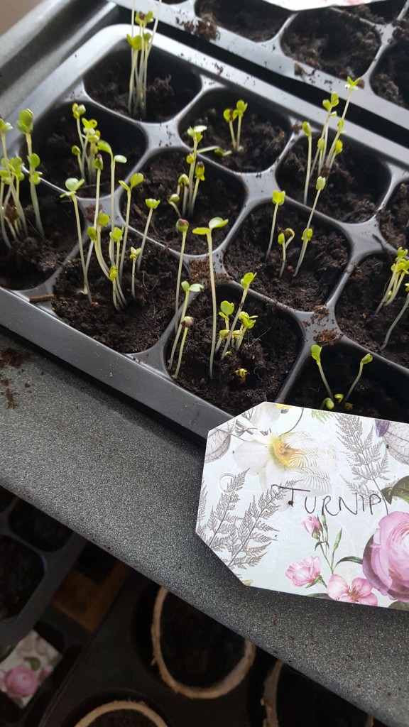 Turnips