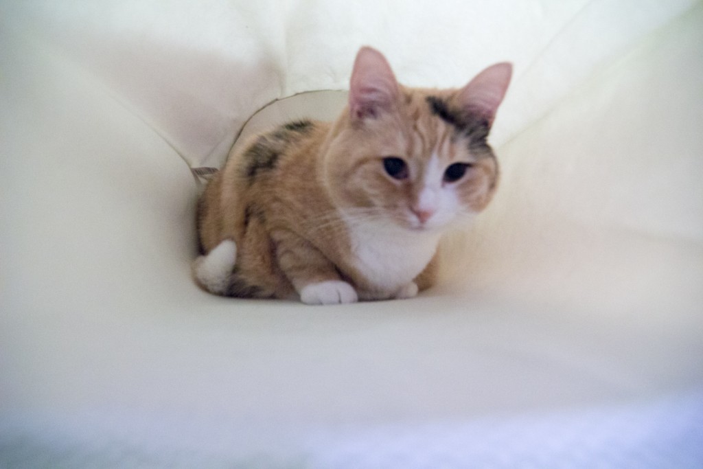 PIXEL AGAIN.