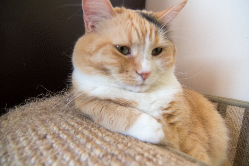 PIXEL