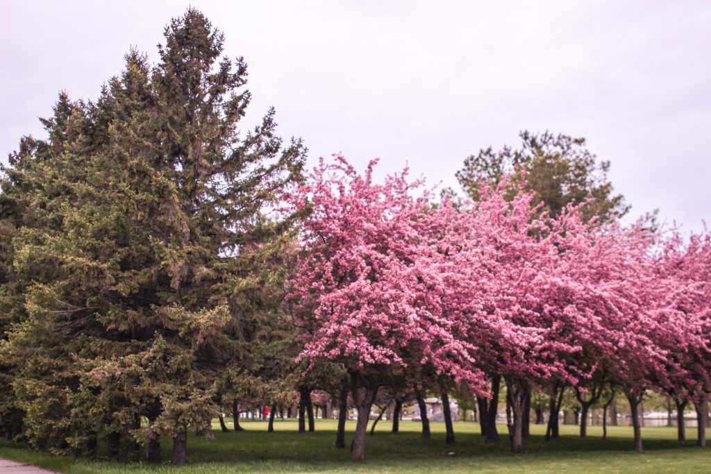 Lachine Sculpture Park trees
